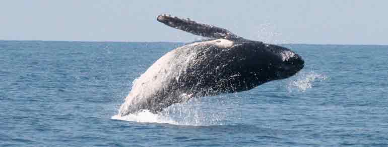 Saut de baleine