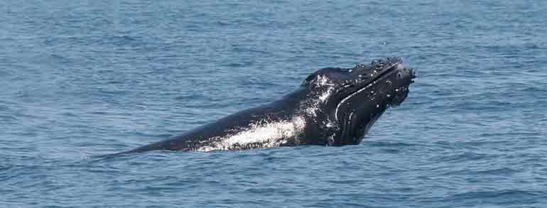 Baleine novembre 2010